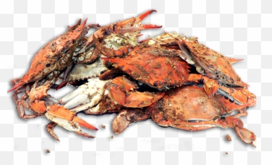 Crab Shack Png Crabs