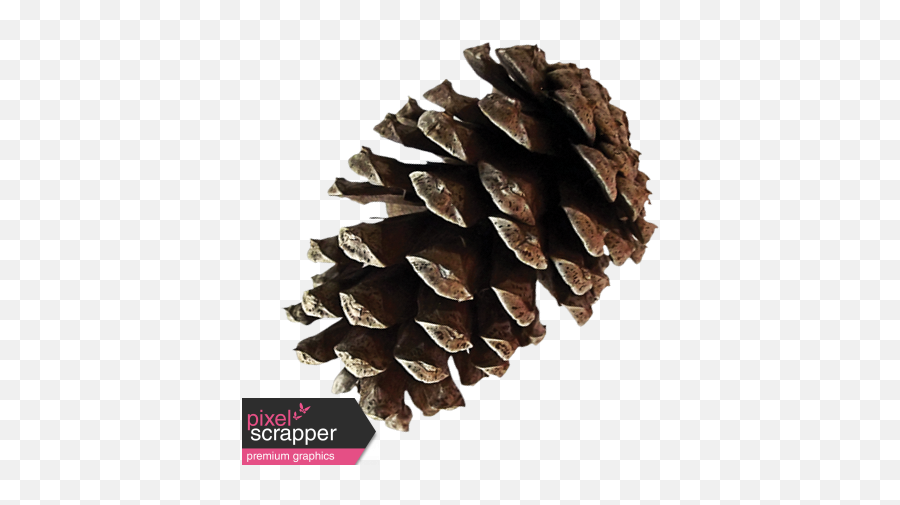 Itu0027s Christmas - Pinecone Graphic By Sheila Reid Pixel Conifer Cone Png,Pine Cone Png