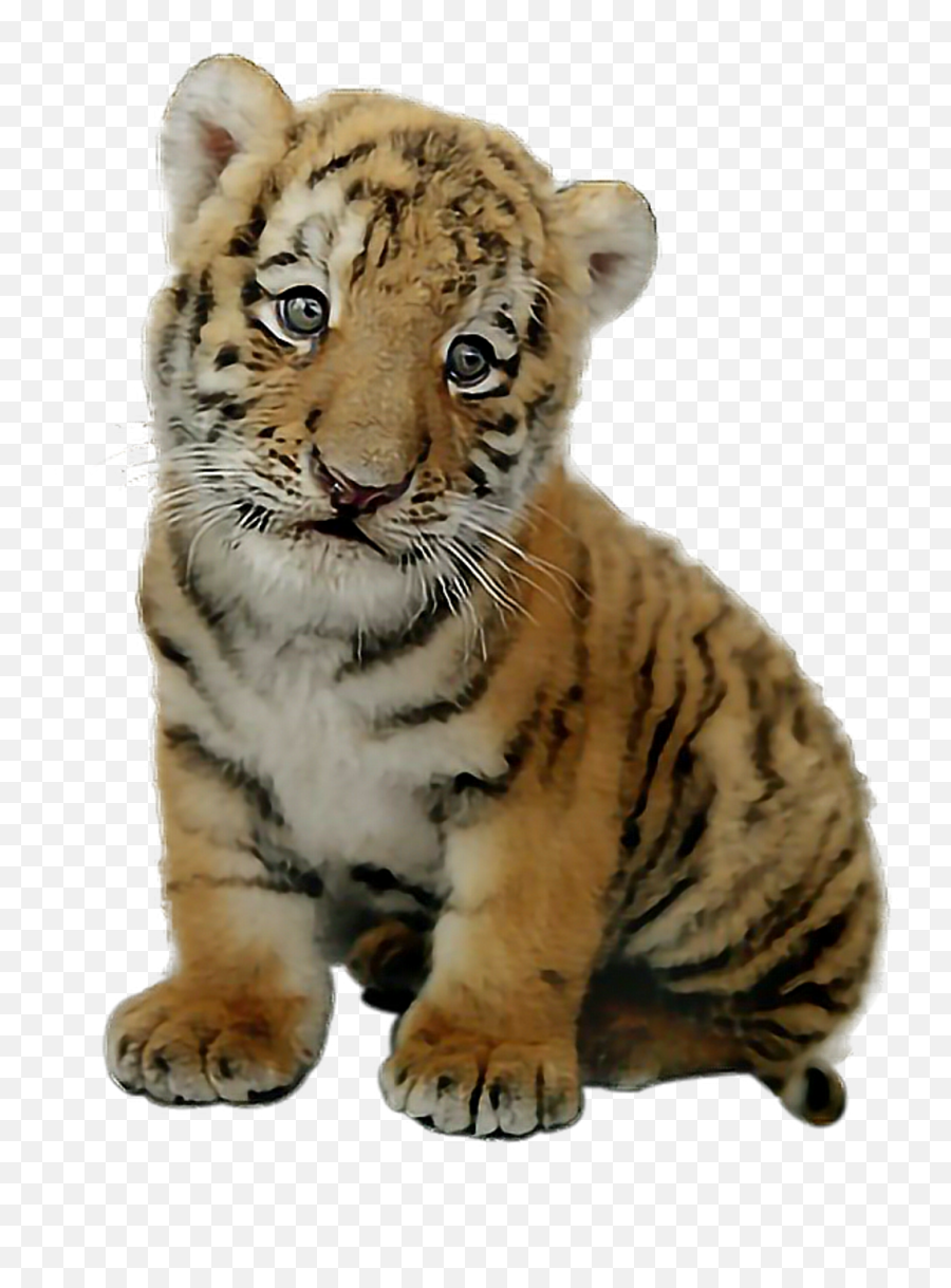 Download Hd Report Abuse - Picsart Baby Tiger Png Tiger Cub Transparent  Background,Tiger Transparent Background - free transparent png images -  