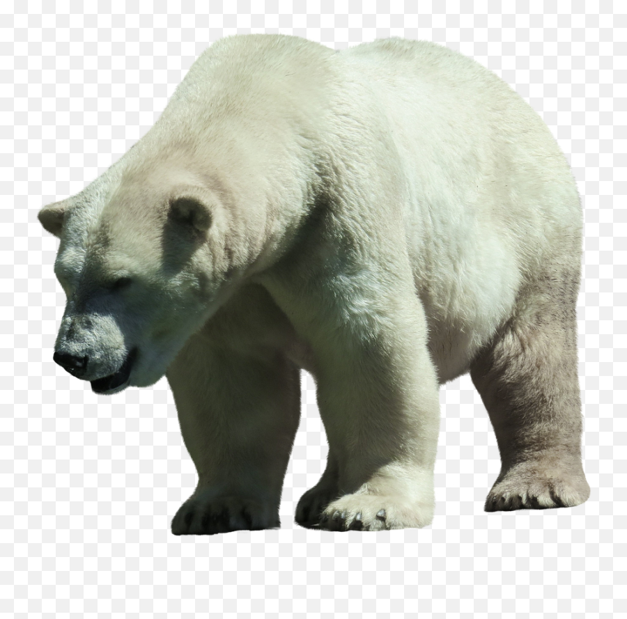 Polar Bear White Predator - Polar Bear Png,Polar Bear Transparent Background