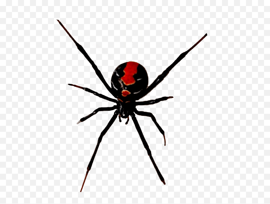 White Spider Web Png - Black Widow,Black Widow Spider Png