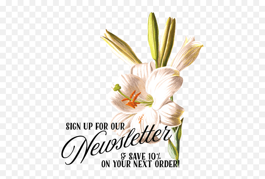 Easter Lily - Familiar Garden Flowers 1907 White Lily Poster Lily Png,White Lily Png