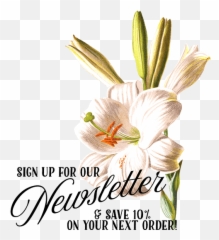 Easter Lily - Familiar Garden Flowers 1907 White Poster png