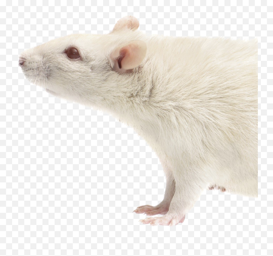 Rat Download Transparent Png Image - Mouse,Rat Transparent
