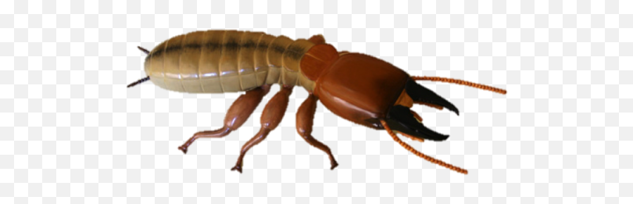 Termite Png Transparent Hd Photo - Termite Transparent Background,Termite Png