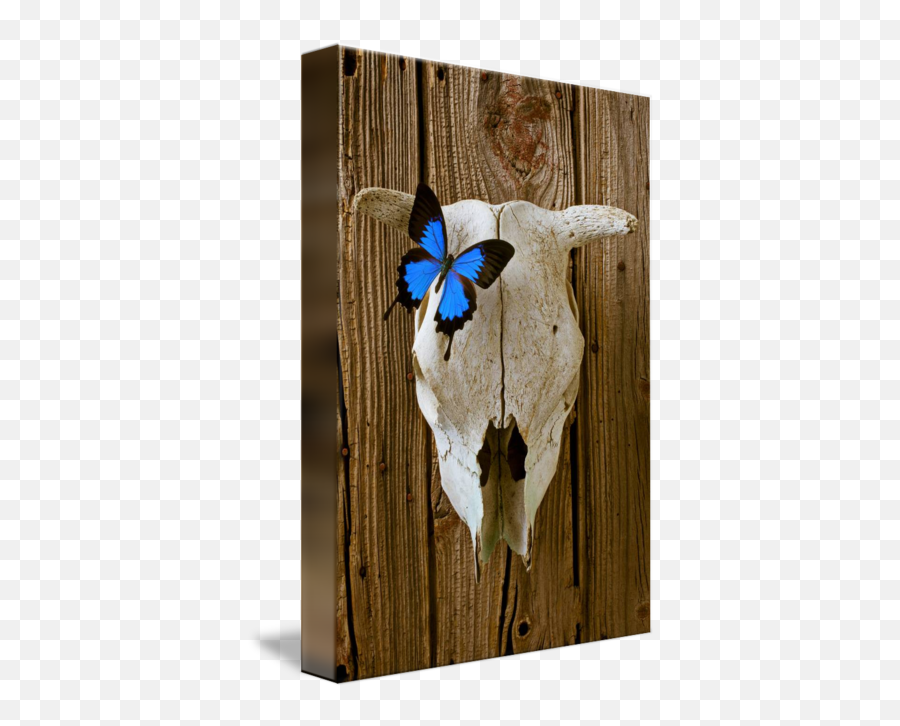 Cow Skull With Blue Butterfly By Garry Gay - Picture Frame Png,Cow Skull Png