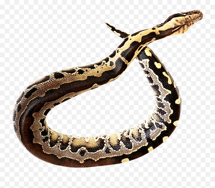 Snake Png Transparent Image - Pngpix Full Hd Snake Editing Png,Snake Transparent