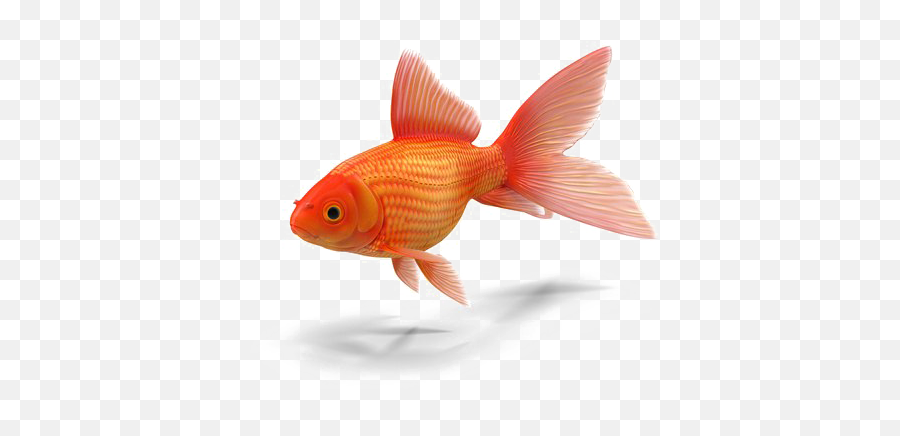 Goldfish Png Transparent - Goldfish Transparent,Goldfish Transparent