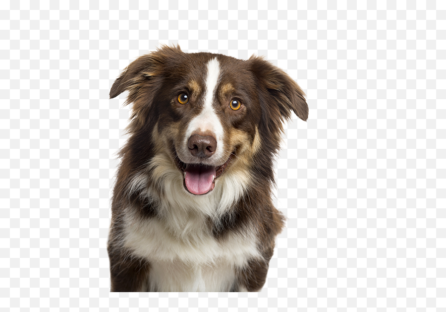 Superfoods W Lamb Turkey Grain - Free Kibble Livro De Raças De Cachorro Png,Australian Shepherd Icon