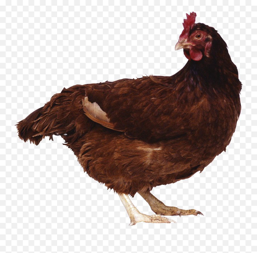 Chicken Png Image - Brown Chicken Png,Chicken Png