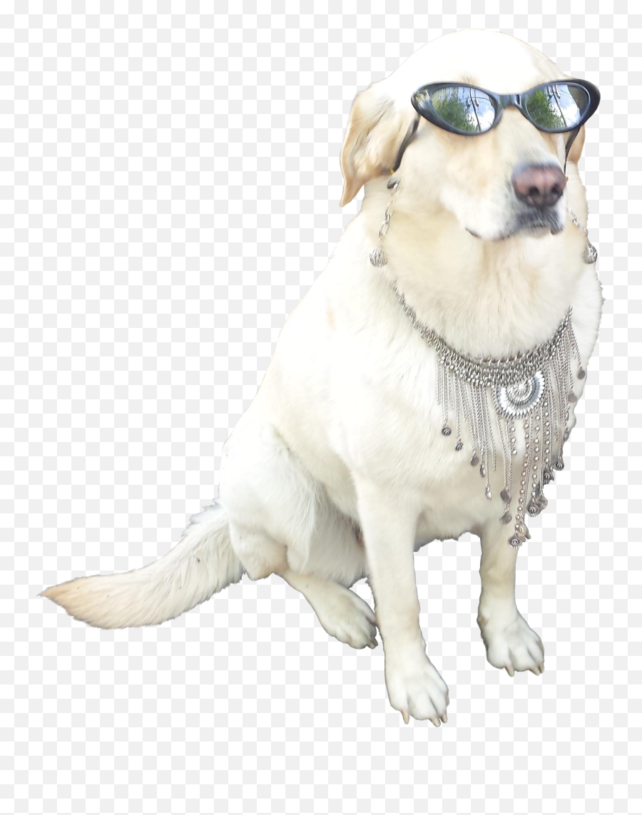 Cool M Transparent U0026 Png Clipart Free Download - Ywd Dog With Sunglasses Png,Dog Png Transparent