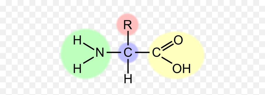 Vector Image Of Amino Acid Scheme Public Domain Vectors - Amino Acid Illustration Png,Amino Acid Icon