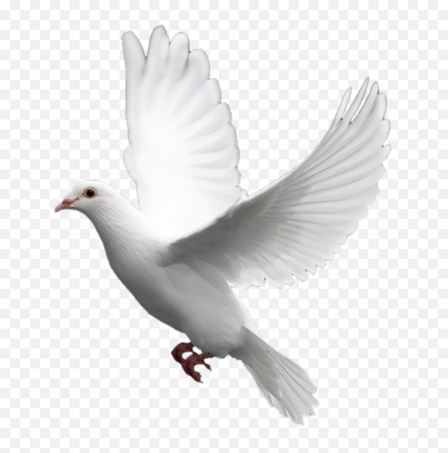 Transparent Dove - Holy Spirit Dove Png,Dove Transparent