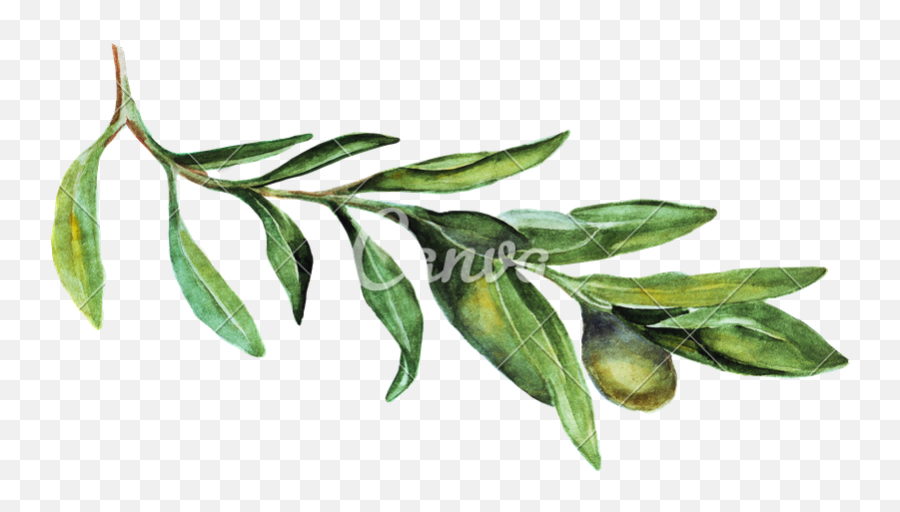 Watercolor Olive Branch Png Picture - Portable Network Graphics,Olive Tree Png