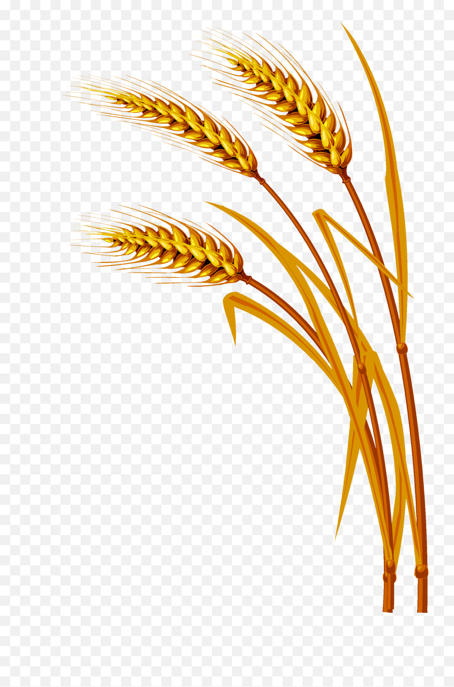 Transparent Background Wheat Clip Art - Vector Wheat Png,Wheat Transparent Background