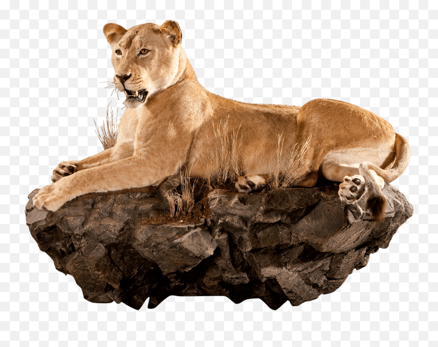 Africa Taxidermy Gallery Kanati Studio - Lion On Rock Taxidermy Png,Lioness Png
