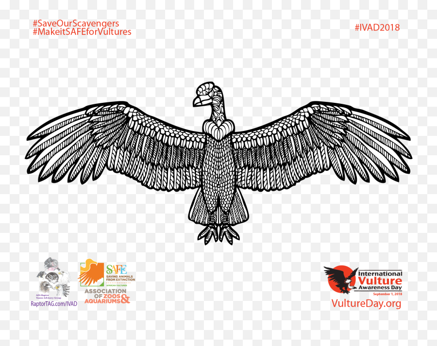 Golden Eagle Png Image With No - Vulture,Golden Eagle Png
