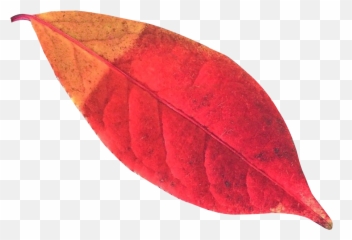 Autumn Leaf Png Transparent Image - PngPix Pine Leaves