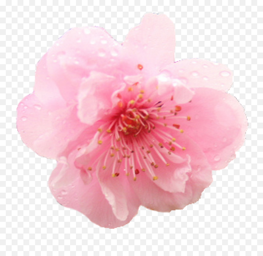 Cherry Blossom Flower Png Free - Transparent Cherry Blossom Flower Png,Transparent Cherry Blossom