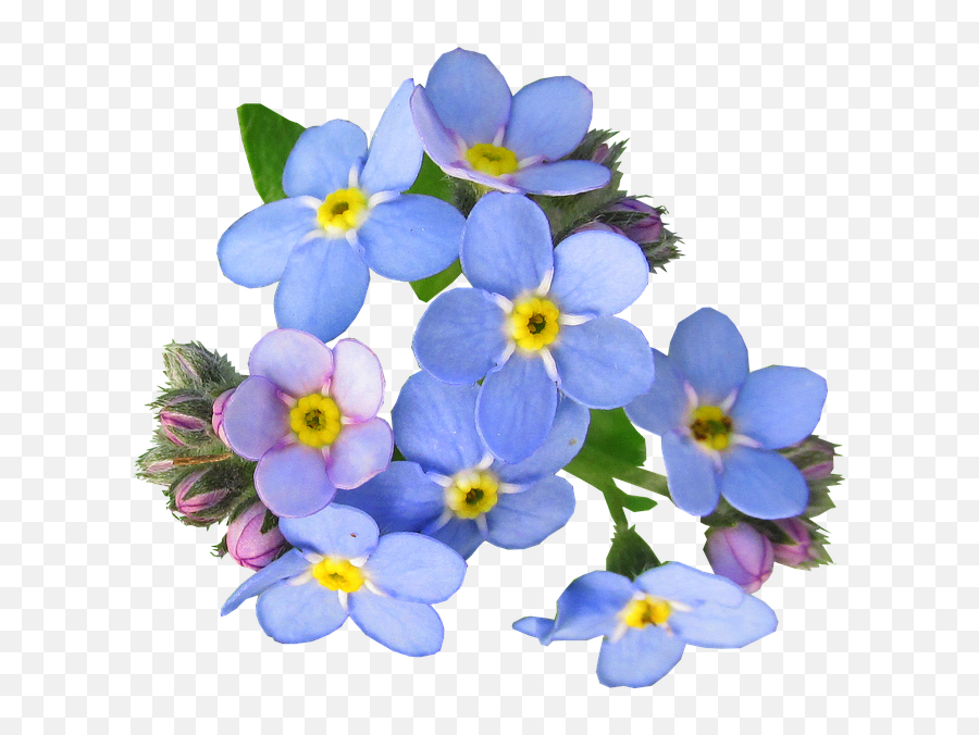Flowers Blue Forget Me Not - Free Photo On Pixabay Forget Me Not Flowers Png,Blue Flower Transparent Background
