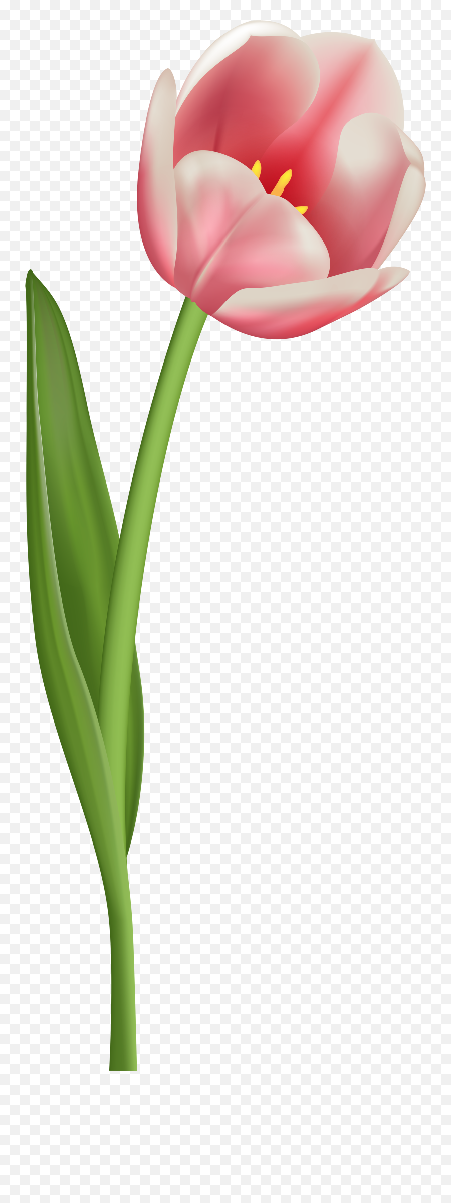 Tulip Clipart Transparent - Transparent Background Single Flower Png,Tulip Png