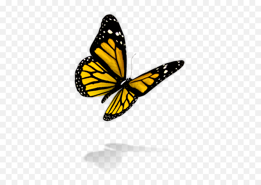 Dragonfly Transparent Digital Picture - Real Yellow Butterfly Png,Yellow Butterfly Png