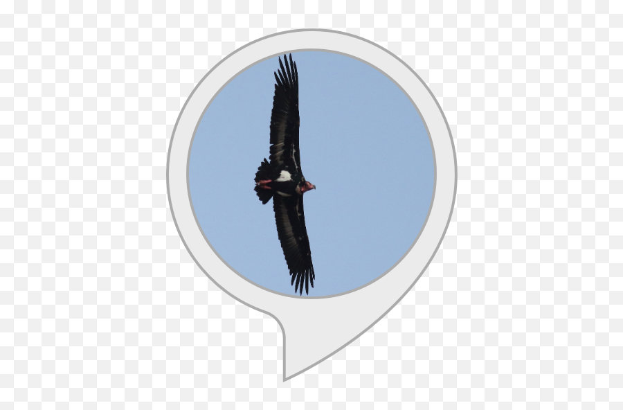 Red Headed Vulture Facts Amazonin Alexa Skills - Solid Angle Png,Vulture Png