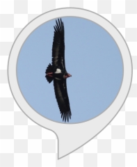 Red Headed Vulture Facts Amazonin Alexa Skills - Solid Angle Png,Vulture Png