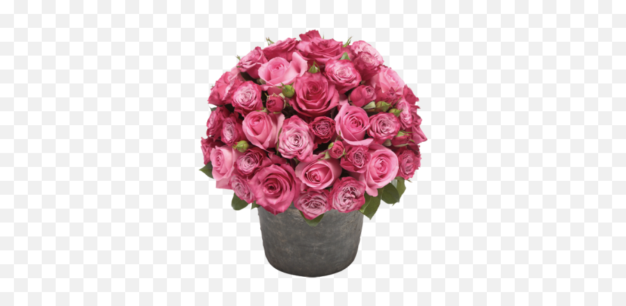 Rose Flower Pot Png Image - Rose Flower Pot,Flower Pot Png