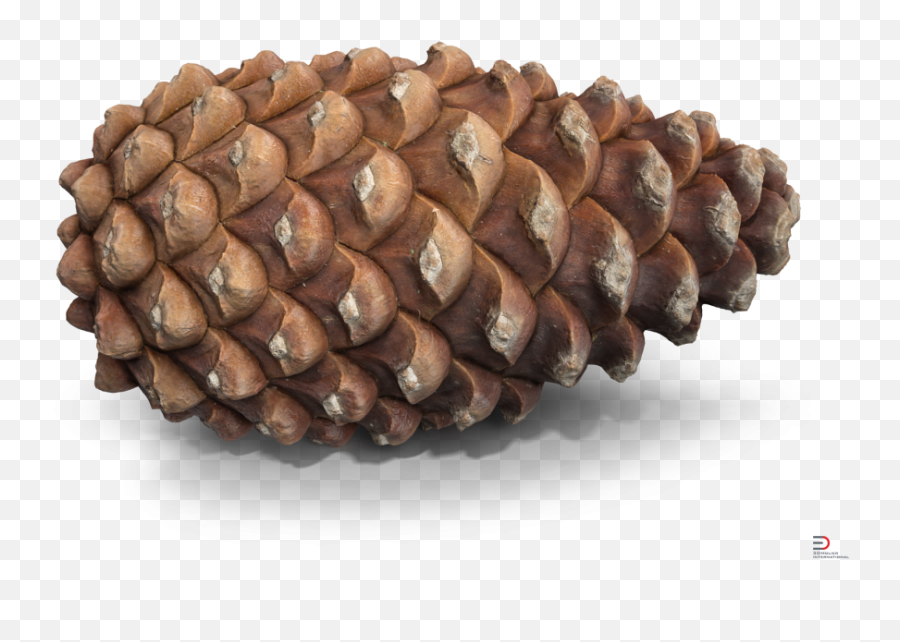 Pine Cone 3d Model - Cgstudio Pinecone Free 3d Model Png,Pine Cone Png