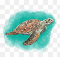 Illustration U2014 Calyx Studio Png Turtle