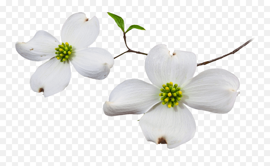 Dogwood Flower Png Picture - Flowering Dogwood Flower Png,Dogwood Png