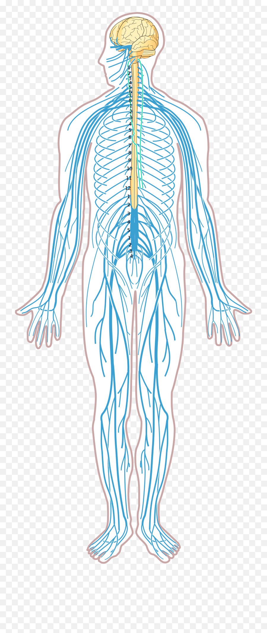 Nervous System Diagram Unlabeled - Parts Of Nervous System Without Label Png,Nervous System Png