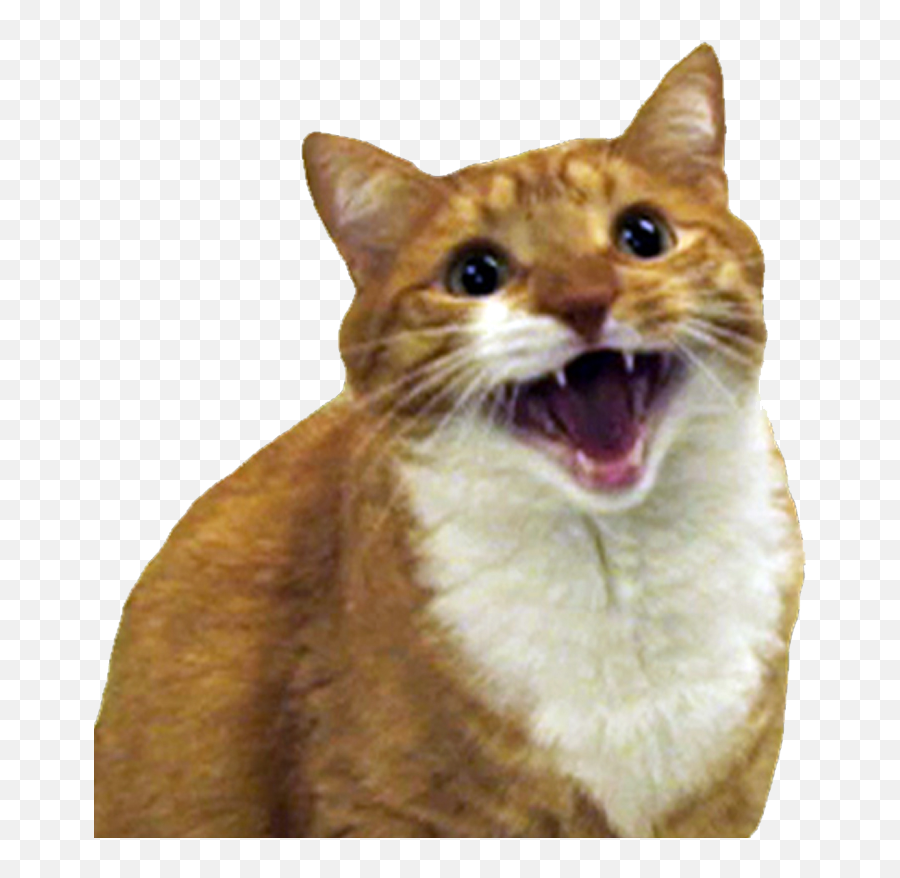 Angry Cat Free Png Image - Cats Are Ass Holes,Angry Cat Png