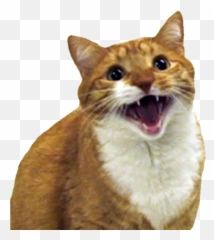 Angry cat smiley clipart. Free download transparent .PNG