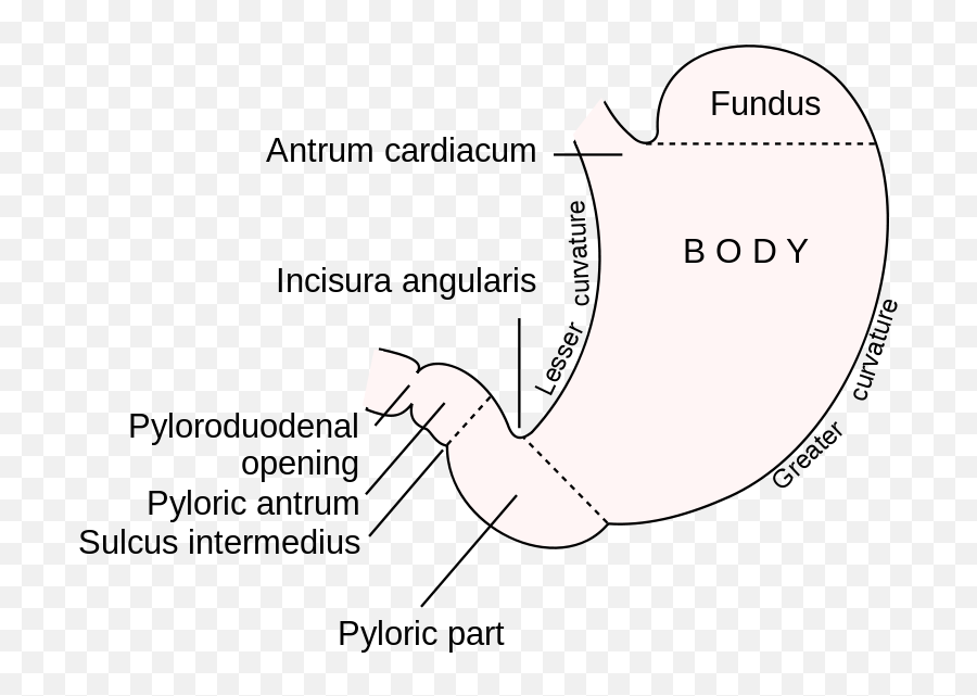 Download This Diagram Of The Stomach Shows Cardiac - Stomach Png,Stomach Png