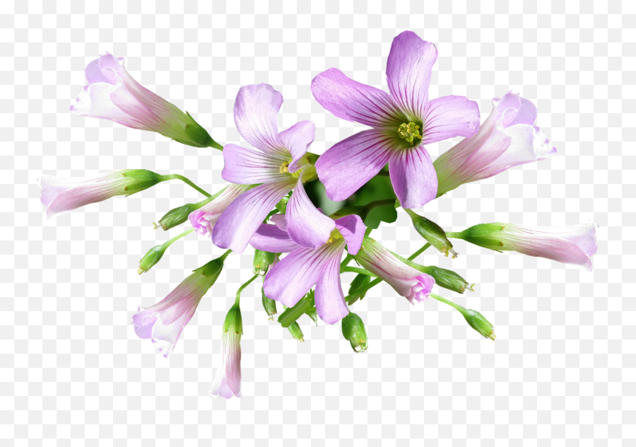 Flower Shamrock Plant - Free Photo On Pixabay Shamrock Flower Png,Real Flower Png