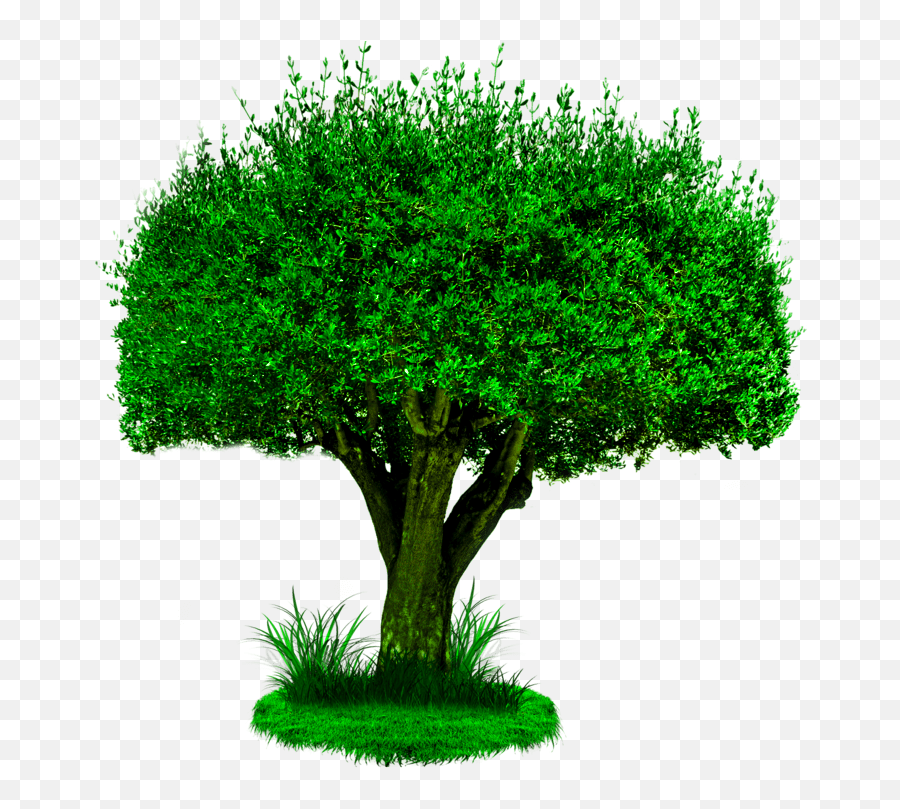Png Background Hd Photoshop Tier3xyz - Plant Trees Climate Change,Adobe Photoshop Png