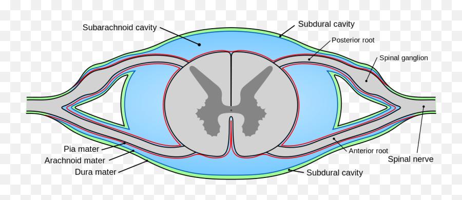 Pia Mater - Wikipedia Pia Mater Spinal Cord Png,Mater Png