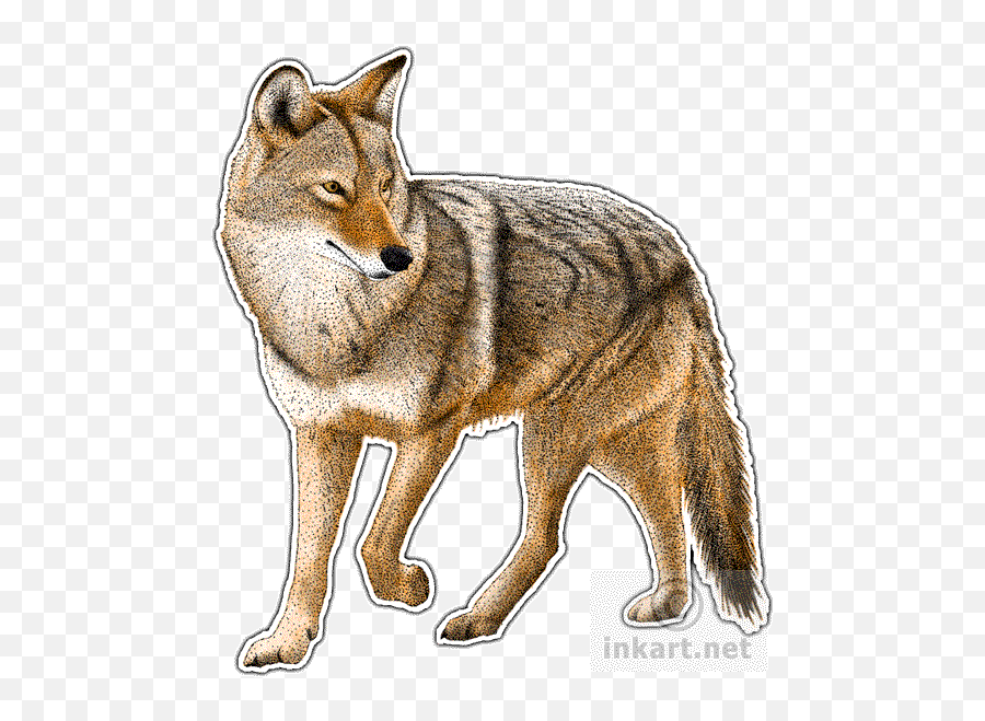 Coyote Decal - Coyotes Art Png,Coyote Png