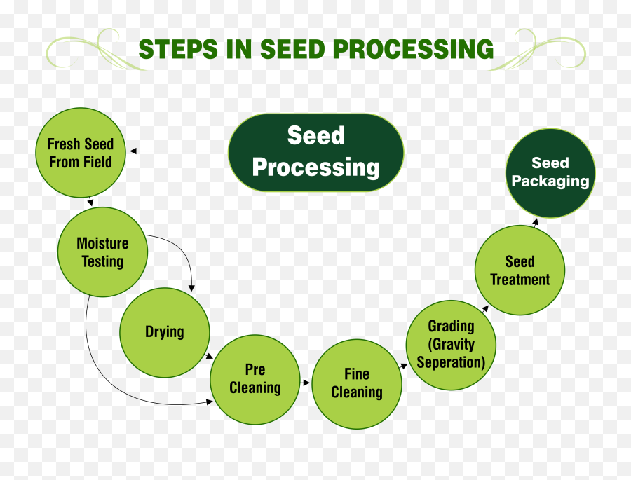Steps In Seed Processing U2013 Png Super Seeds - Inside Of A Seed,Step Png
