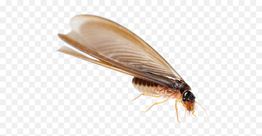 Download Termite Png Transparent Image