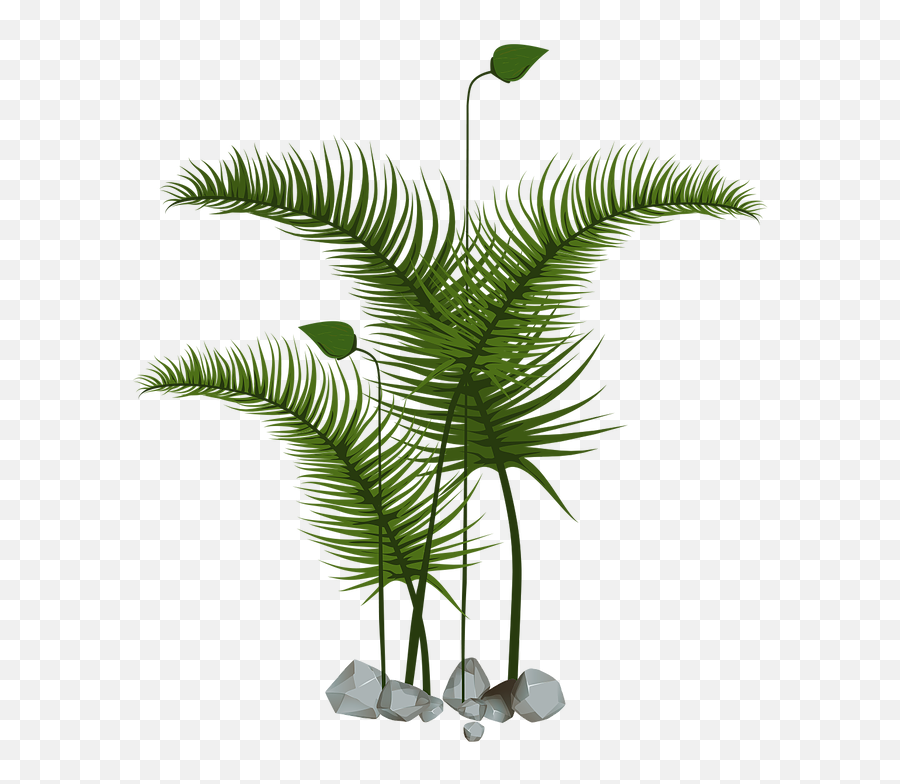 Toffu - Roystonea Png,Plant Vector Png