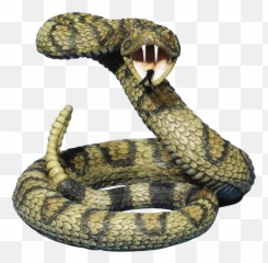 Serpent Png Images - Coiled Rattlesnake Tattoo,Rattlesnake Png