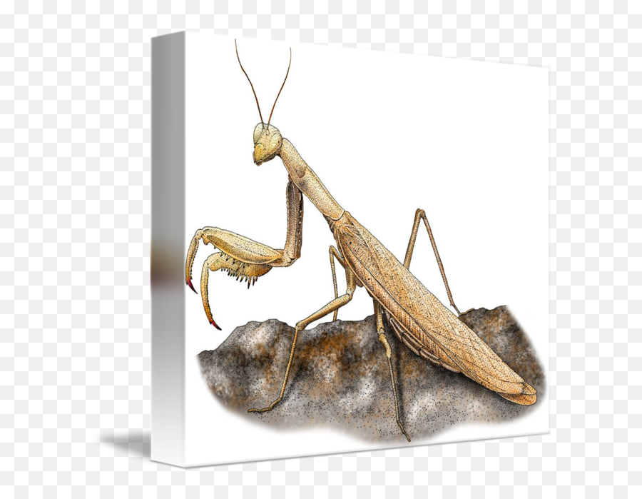 Praying Mantis By Roger Hall - Insect Png,Praying Mantis Png