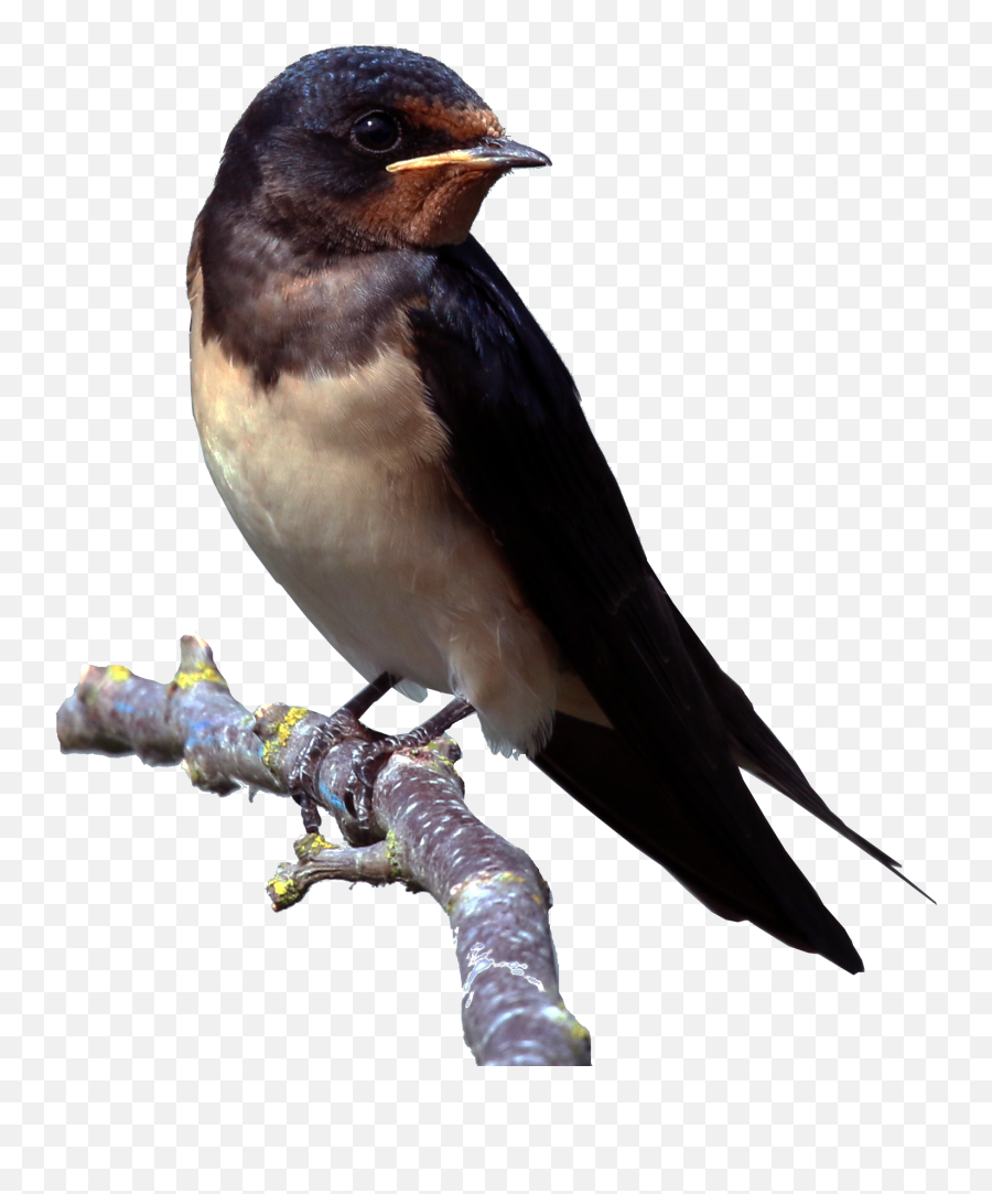 Filebarn Swallow Hirundo Rustica Cutoutpng - Things Found In The Environment,Barn Png