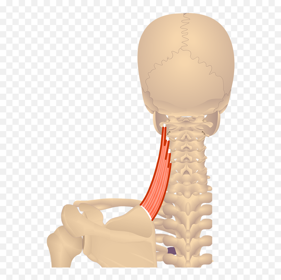 Shoulder Muscles U2022 That Act - Insertion Of Rhomboid Minor Png,Muscle Png