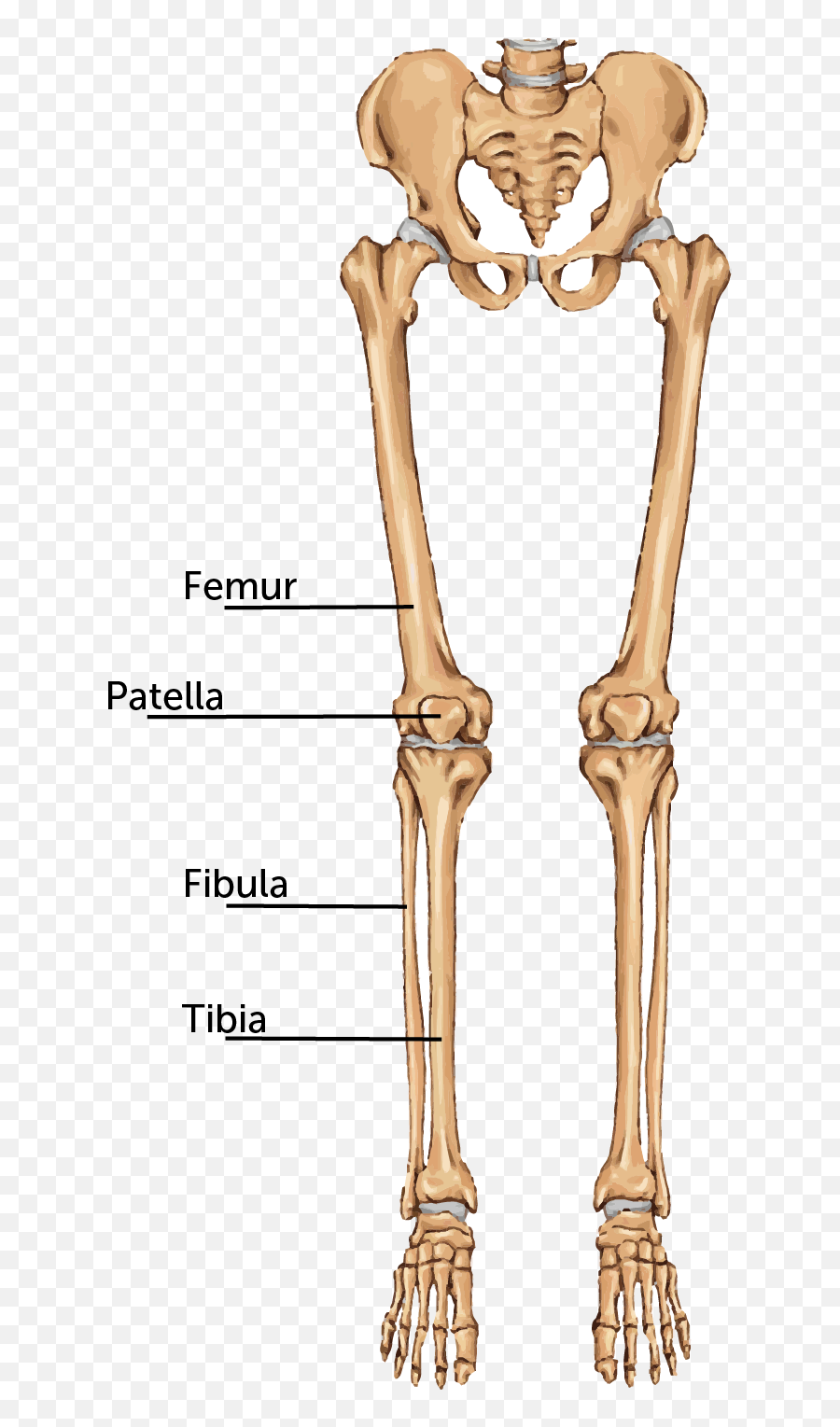 Broken Leg Boston Childrenu0027s Hospital - Thigh Bone Png,Leg Transparent