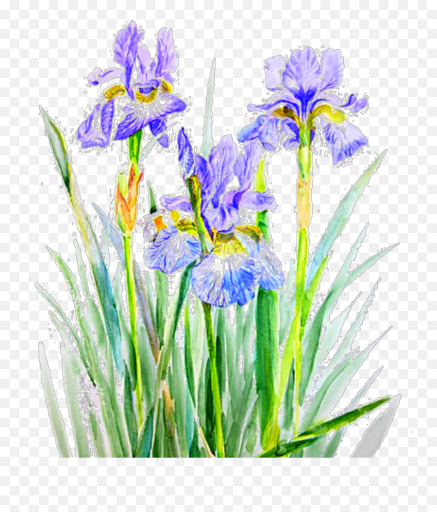 Iris Flowers Png Purple Sticker - Iris And Lavender Painting,Iris Flower Png