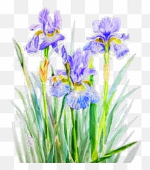 Iris Flowers Png Purple Sticker - And Lavender Painting